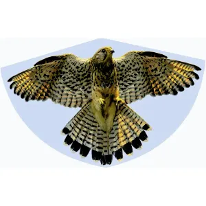 SOKOL - FALKE 92x62 cm obraz