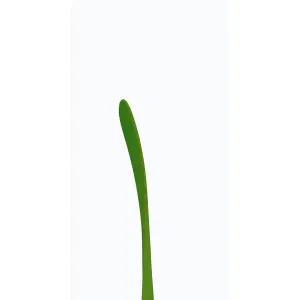 Winnwell Q5 Grip 2019 JR - Junior, 50, R, PS119 obraz